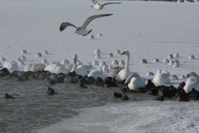 Swans and ducks on a lake Sasyk-Sivash