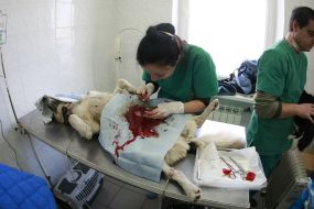 A veterinary sterilizes a homeless dog