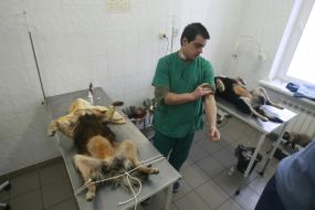 A veterinary prepares homeless dogs