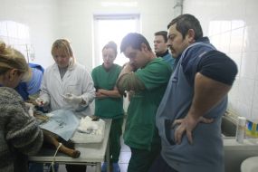 Veterinaries sterilize a homeless dog