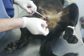 A veterinary sterilizes a homeless dog