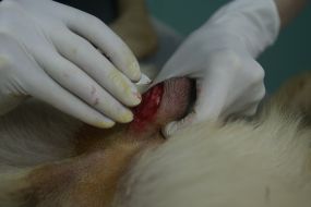 A veterinary sterilizes a homeless dog