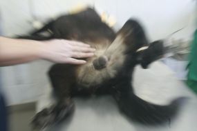 Veterinaries prepare homeless dogs to sterilization