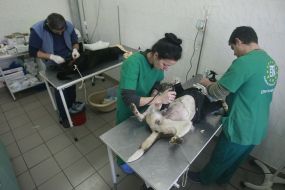 Veterinaries prepare homeless dogs to sterilization