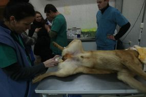 A veterinary prepares a homeless dog to sterilization