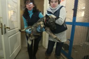 Veterinaries carry a homeless dog