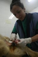 A veterinary sterilizes a homeless dog