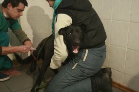 The veterinarian makes a shot to the homeless dog