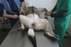 Veterinaries tie a homeless dog