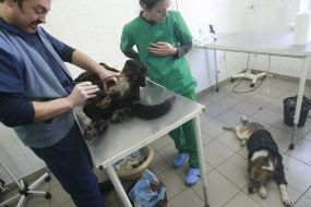 A veterinary examines a homeless dog