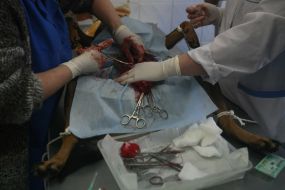 Veterinaries sterilize a homeless dog