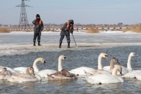 Swans on the lake Sasyk Siwash
