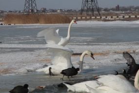 Swans and ducks on the lake Sasyk Siwash