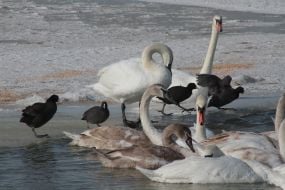 Swans and ducks on the lake Sasyk Siwash