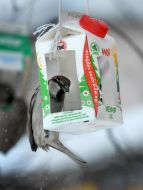 Sparrow on a feeding trough