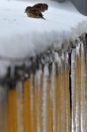 Sparrows on the roof of building