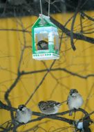 Sparrow on a feeding trough