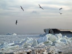 Gulls above the frozen sea