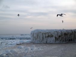 Gulls above the frozen sea