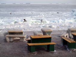 Gulls above the frozen sea