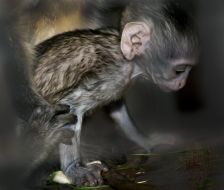 Baby of green marmoset