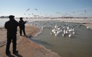 Swans and ducks on a lake Sasyk-Sivash