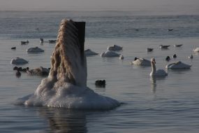 Лебеди и утки