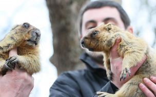 Lvov’s marmots Mishka and Marusya