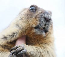 Lvov’s marmot