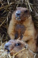 Marmots