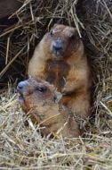 Marmots