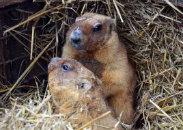 Marmots