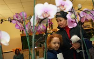 Exhibition of orchids