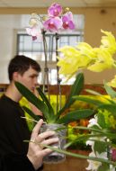 Orchid