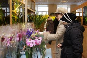 Exhibition of orchids