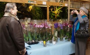 Exhibition of orchids
