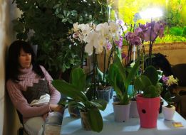 Exhibition of orchids