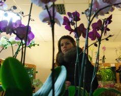 Exhibition of orchids