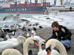 A boy feeds swans