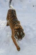 Malysh tiger