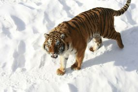 Malysh tiger