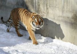 Malysh tiger