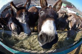 Donkeys