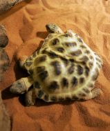 Two-headed tortoise
