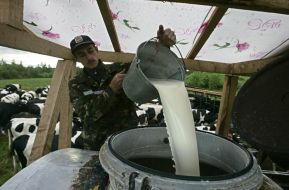 Gathering of milk