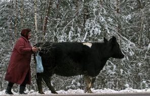 Cows