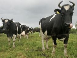 Cows