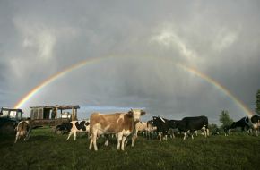 Cows