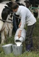 Gathering of milk