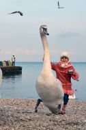 A girl photographed a swan
